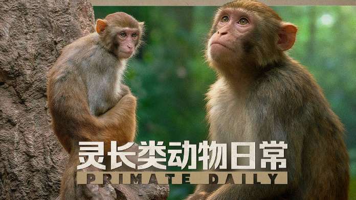 PICO视频本周上新：立体少女日常、灵长类动物互动和太空探索体验