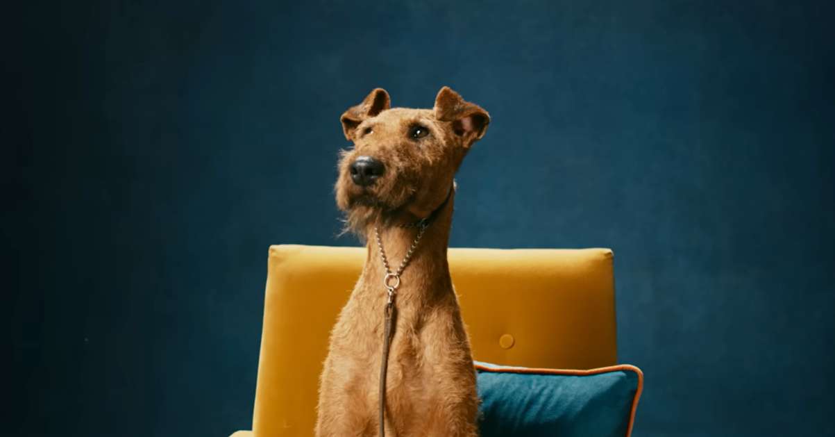 苹果发布克鲁弗兹犬展沉浸式纪录片《Top Dogs》