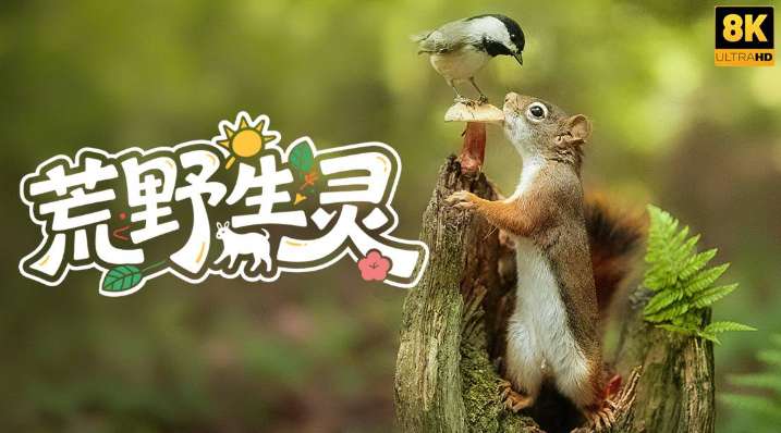 PICO视频上新：甜妹热舞/荒野生灵/山间溪流