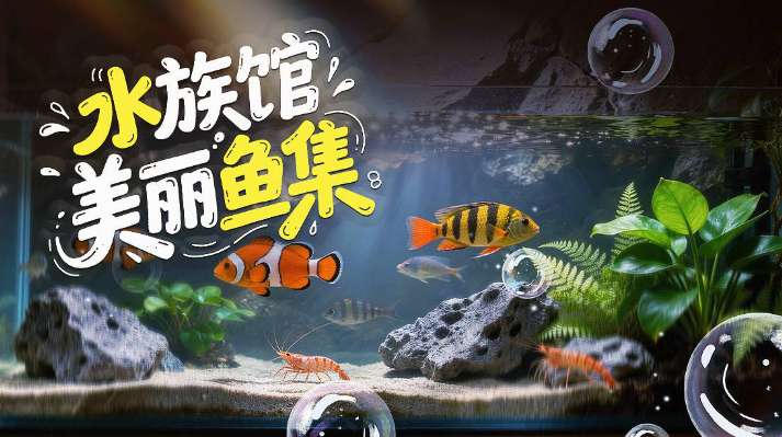 PICO视频上新：月球探秘/少女心事/水族馆