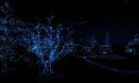 11f0efa17e53c4ce999871f3c98bdc31-thumb-standard