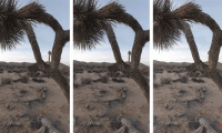 1c3a20e7ed7a741ad77bb29d19431352-thumb-standard