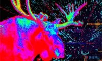 1c55e68f9d620412a191aa7a65a02fb0-thumb-standard