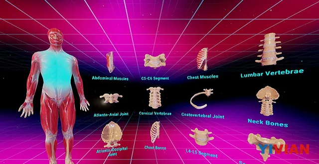 Vedavi发布虚拟现实版人体解剖软件