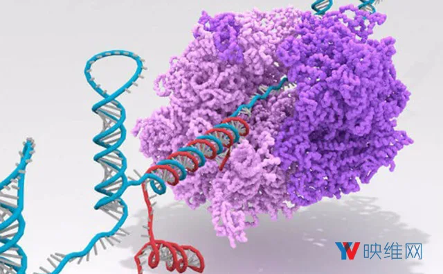 不仅是0和1，RNA生物计算机具备高达12个输入逻辑操作