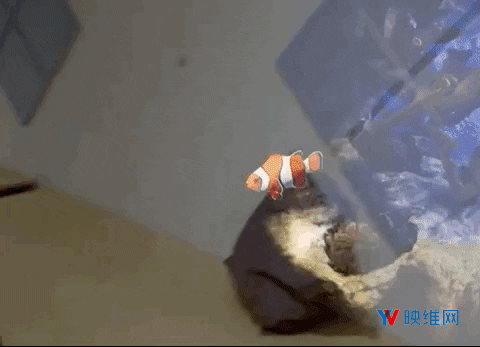 Magic Leap《Undersea》上手体验:沉没于海洋深处,欣赏神奇的水下生命