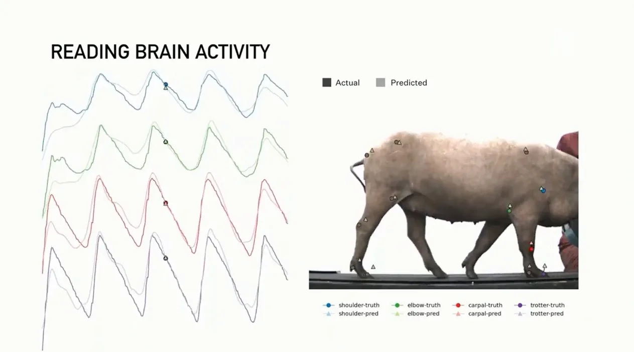 马斯克用三头猪演示Neuralink最新脑机接口技术
