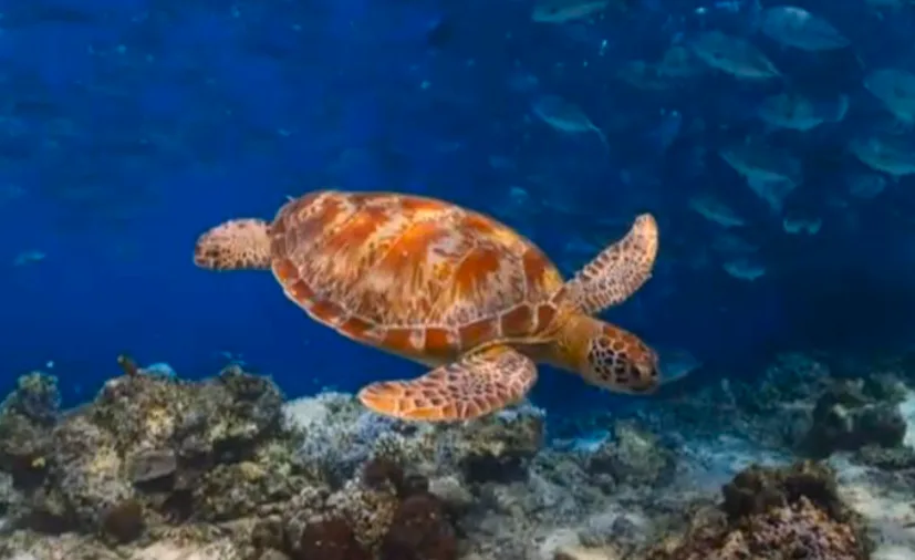 研究显示:沉浸式VR自然风景有助于排解负面情绪,激发积极情绪