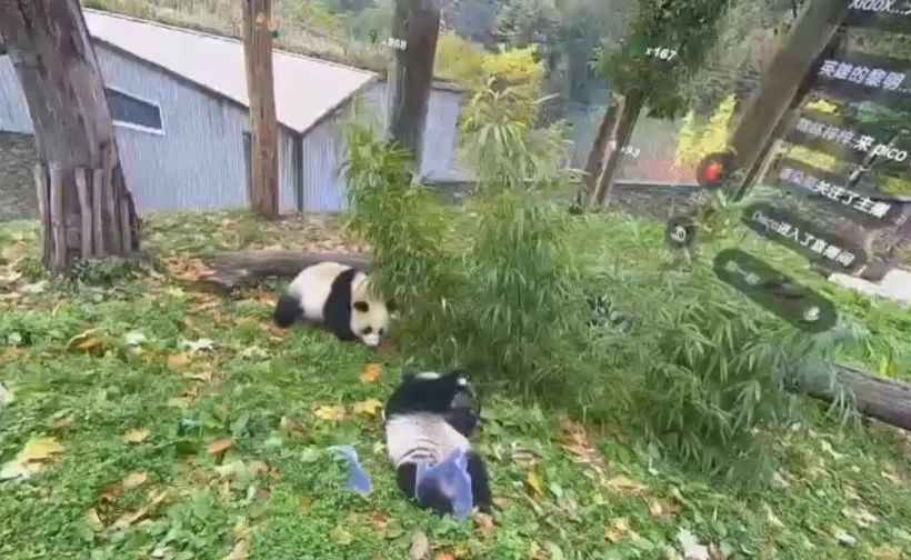 VR打造文旅新体验：来PICO视频，足不出户VR看大熊猫