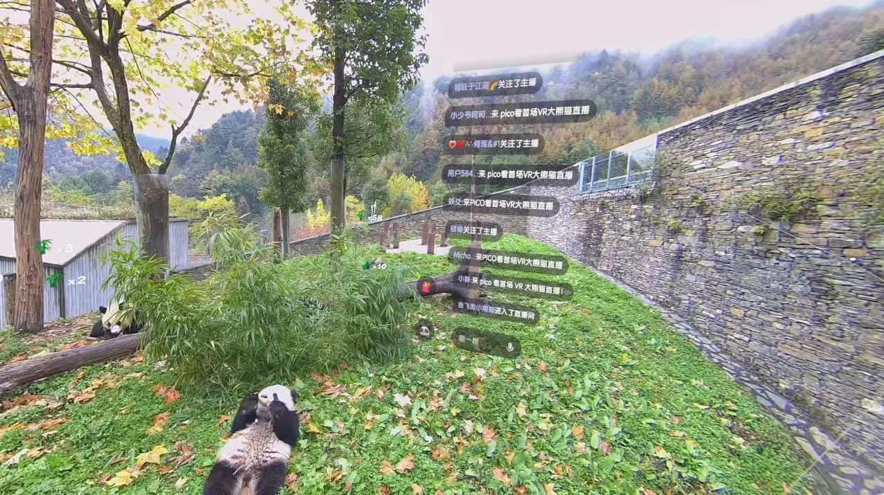 VR打造文旅新体验：来PICO视频，足不出户VR看大熊猫
