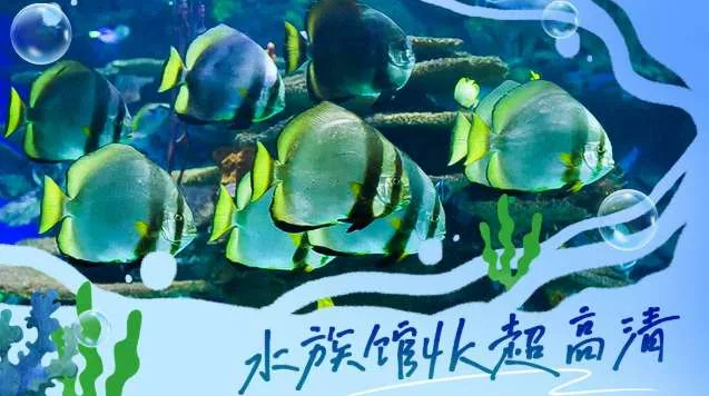 PICO视频本周上新：穿越旗袍古韵、海底疗愈与星际哲思