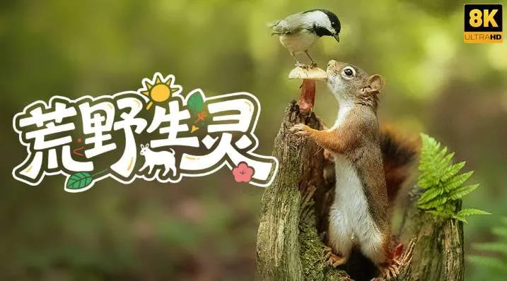 PICO视频上新：甜妹热舞/荒野生灵/山间溪流