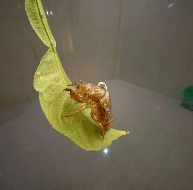 PICO浏览器的正确打开方式：高斯泼溅立体视频指南