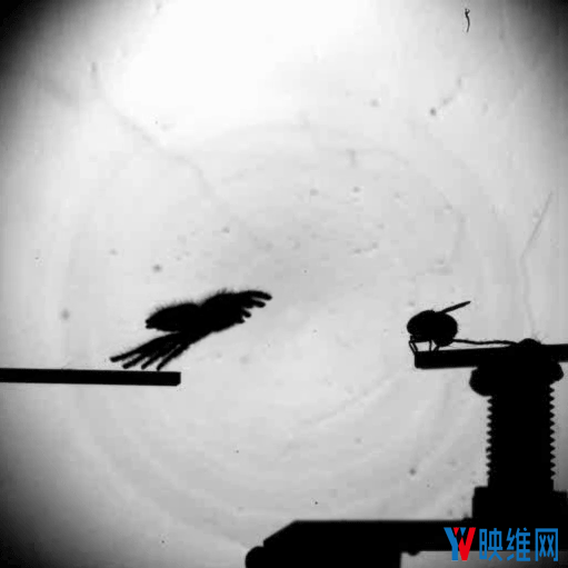 受跳蛛启发，哈佛大学开发紧凑高效的深度传感器